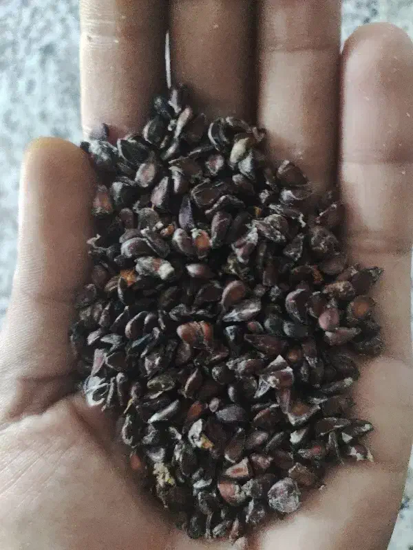 تخمه به جنگلی|عمده‌فروشی|مینودشت, |دیوار