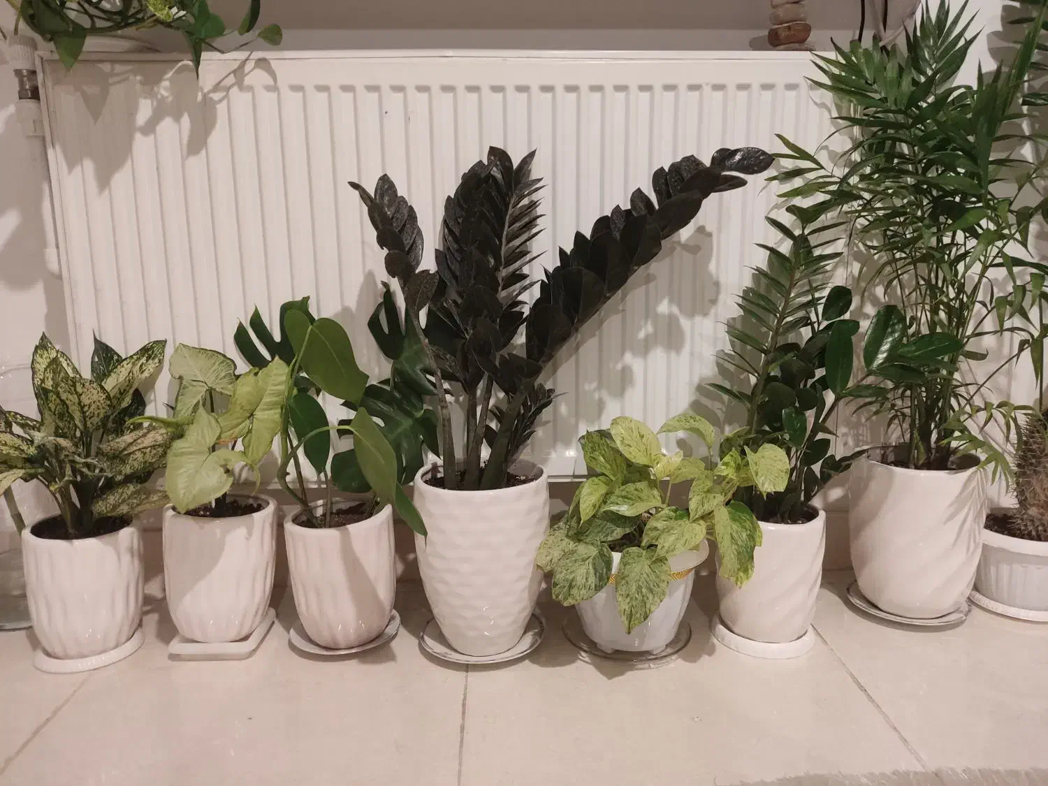 زاموفیلیا بلک وسبز|گل و گیاه طبیعی|ارومیه, |دیوار