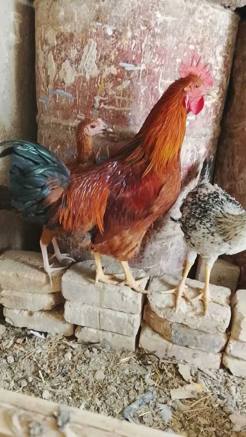 حیوانات مزرعه|حیوانات مزرعه|آبعلی, |دیوار