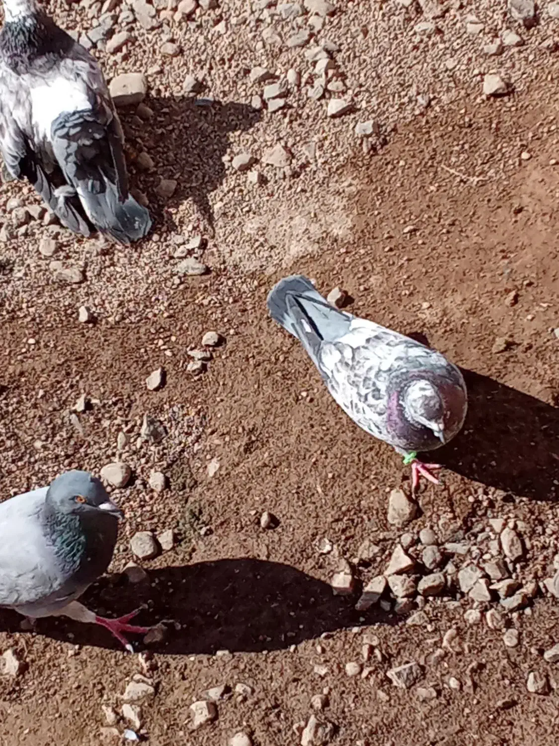 کبوتر|پرنده|بشاریات, |دیوار