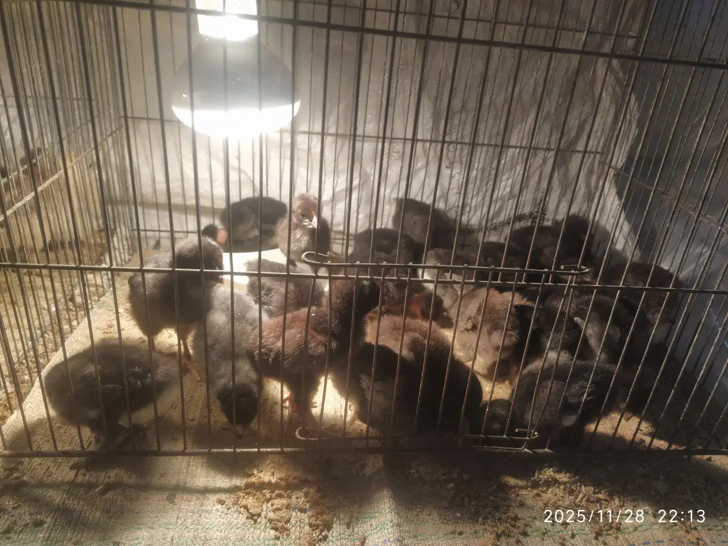 جوجه لری چند روزه|حیوانات مزرعه|شهرضا, |دیوار