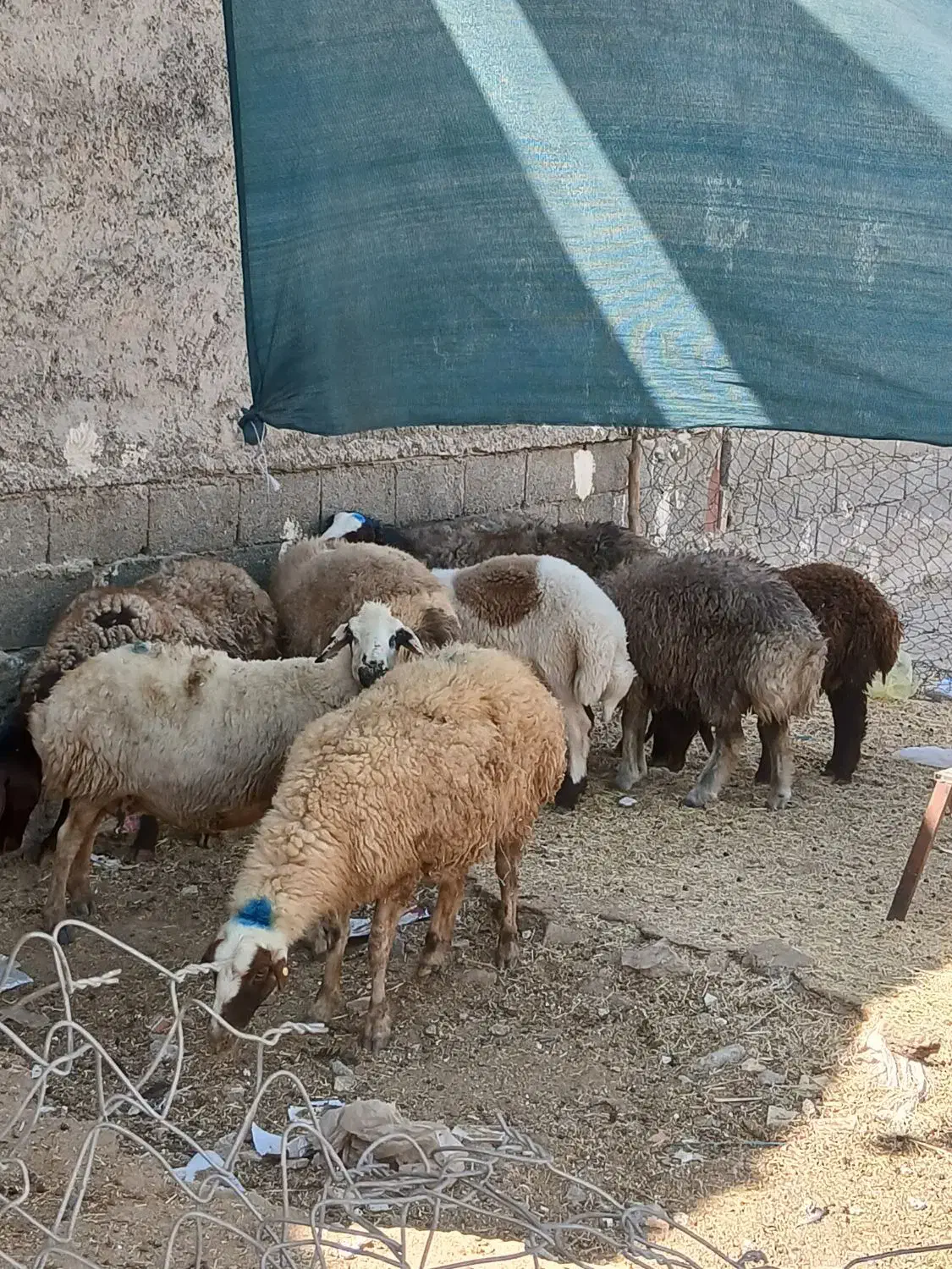 گوسفند چاق درجه یک|حیوانات مزرعه|دورود, |دیوار