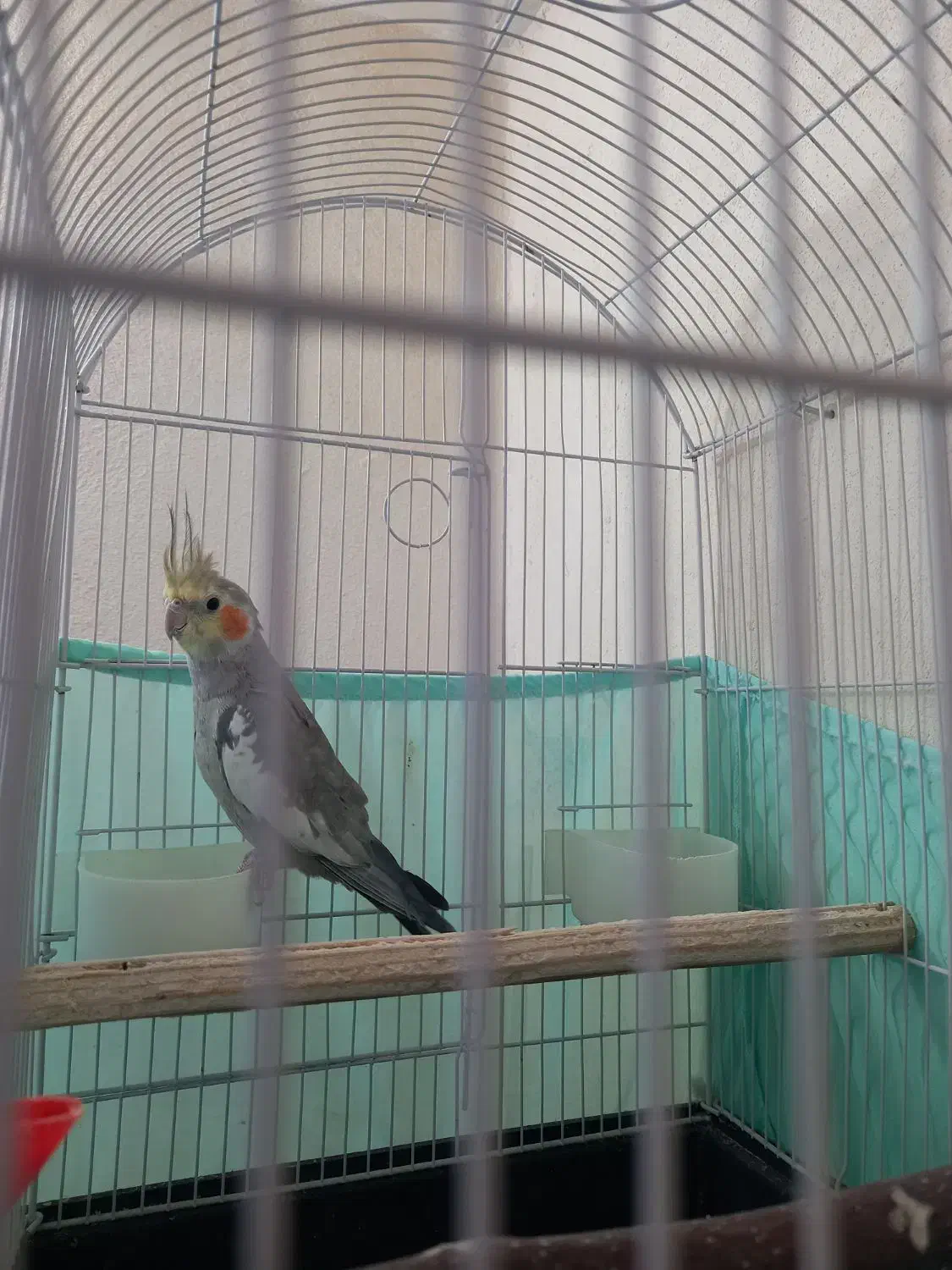 عروس هلندی|پرنده|زنجان, |دیوار