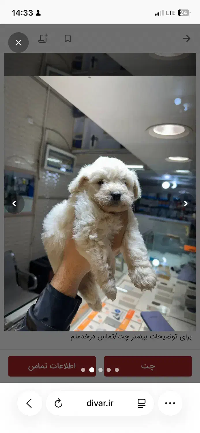 سگ پاکوتاه شیتزو|سگ|بجنورد, |دیوار