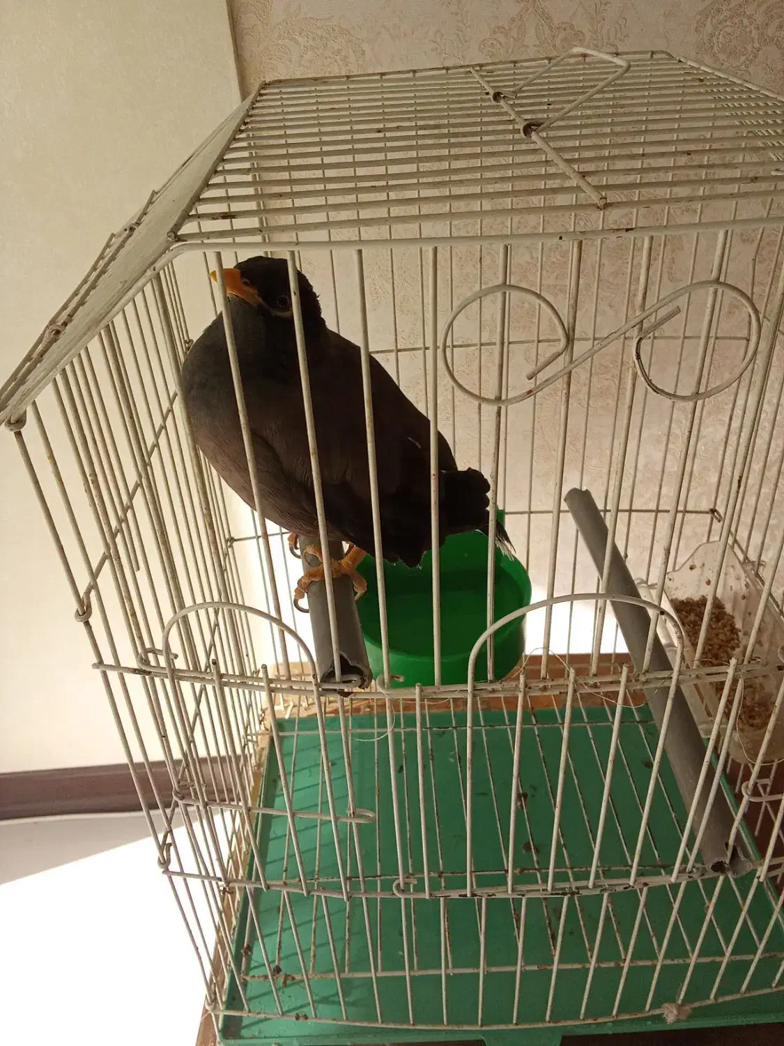 مرغ مینا حرف زن فوری زیر دوسال|پرنده|اصفهان, کوی امیریه|دیوار