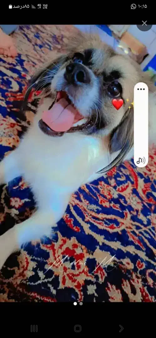 یه سگ ماده واسه فروش دارم|سگ|شادگان, |دیوار