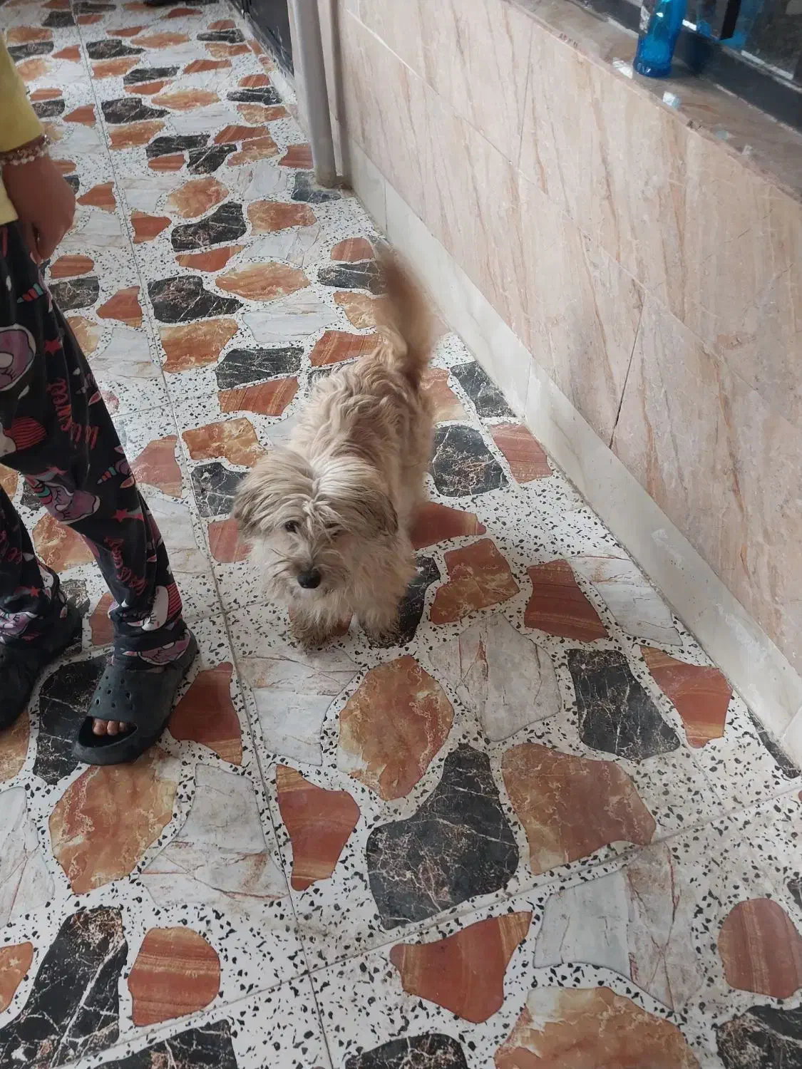 سگ خونگی سالم تمیز ۸ ماهه|سگ|قرچک, پویینک|دیوار