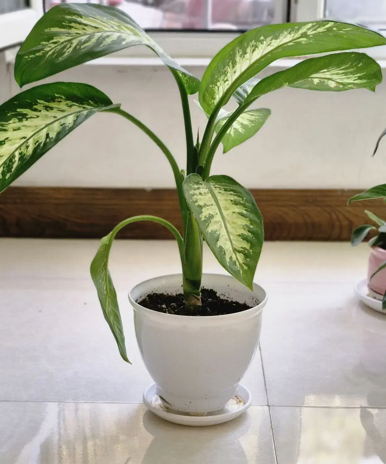 گل آپارتمانی دیفن باخیا(پرورش خانگی)|گل و گیاه طبیعی|ورامین, ورامین|دیوار