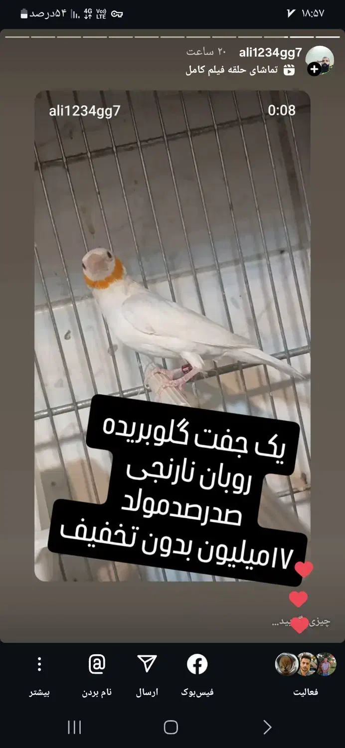 گلوبریده گلونارنجی|پرنده|قم, علی آباد سعدگان|دیوار