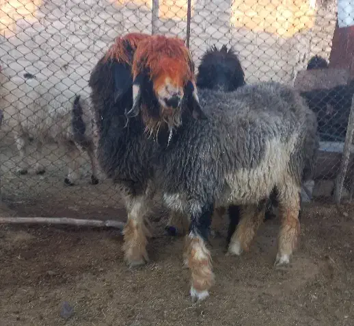 بره ماده و میش و بره قوچ|حیوانات مزرعه|فیروزآباد (فارس), |دیوار