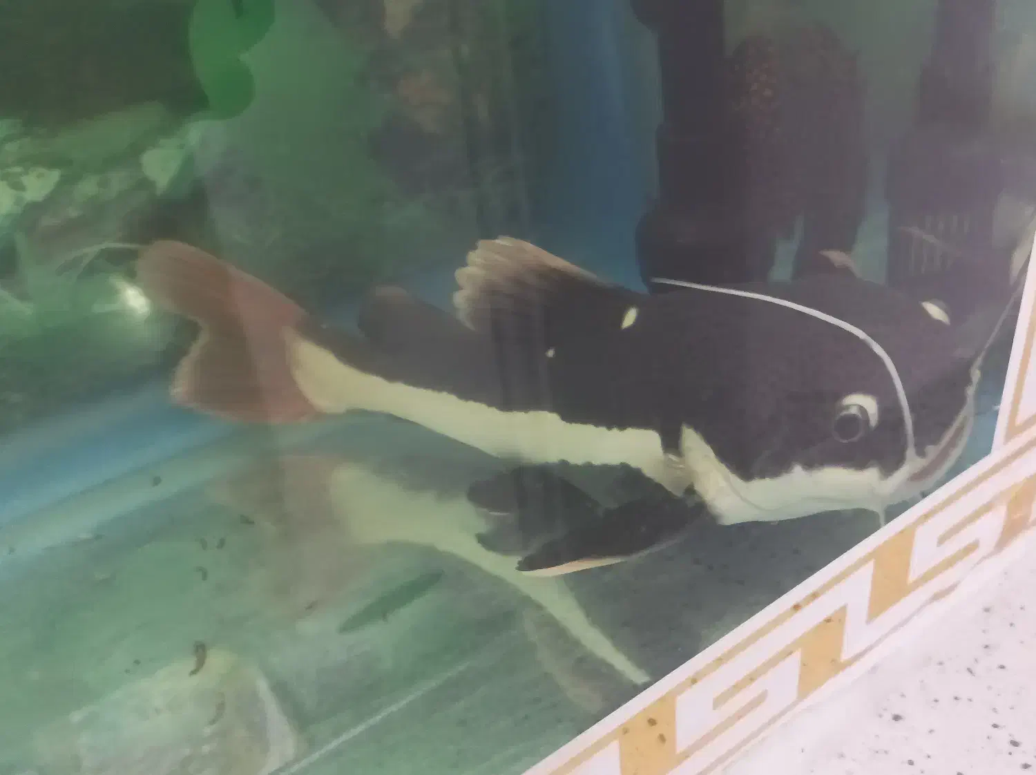 ماهی ردتیل و پهن کوسی شکاری|ماهی|تهران, هاشمی|دیوار