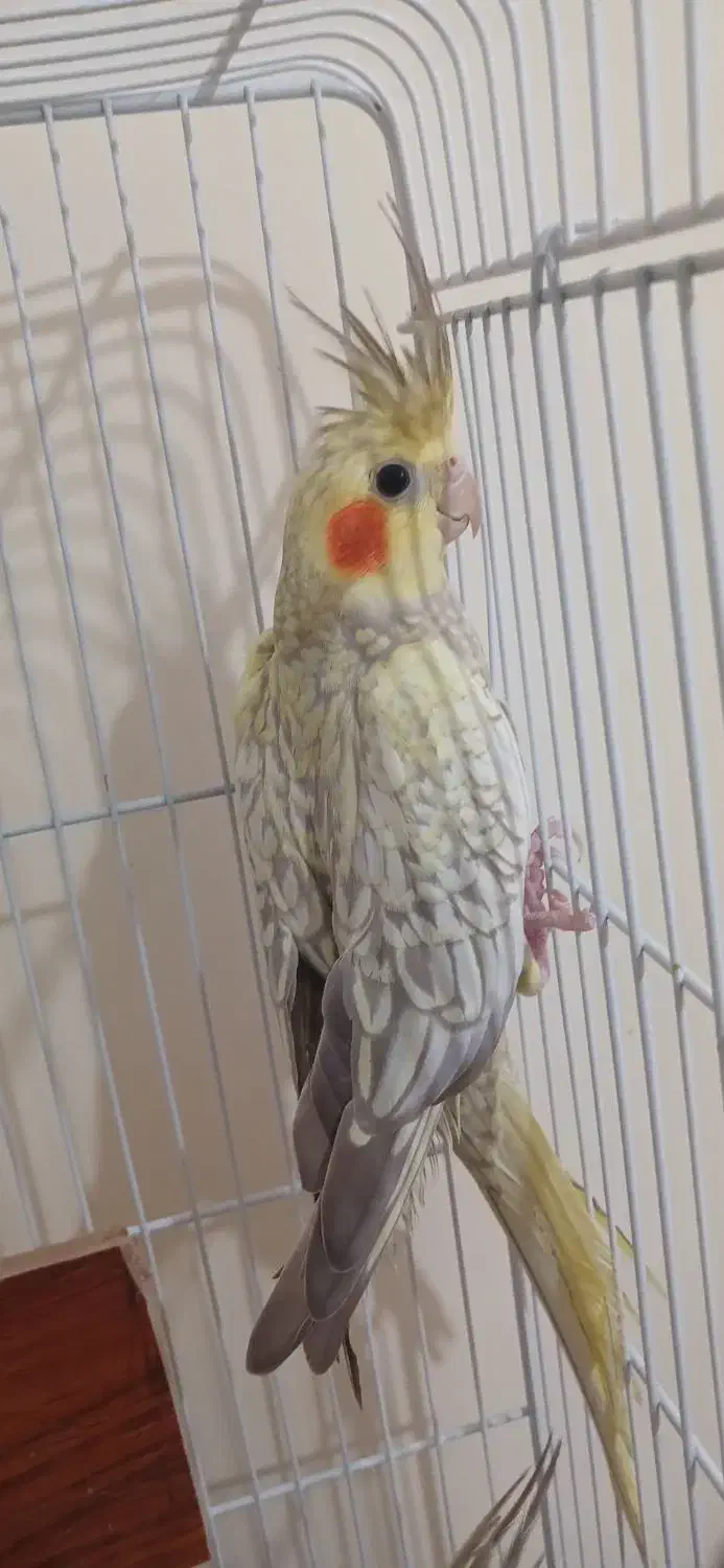 عروس هلندی ماده|پرنده|رودبار, |دیوار