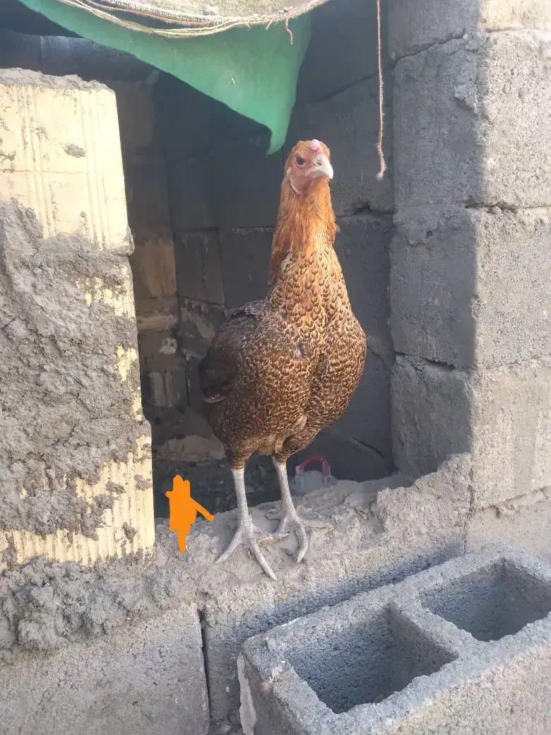 مرغ چابهاری معامله با عروس هلندی|پرنده|میناب, |دیوار