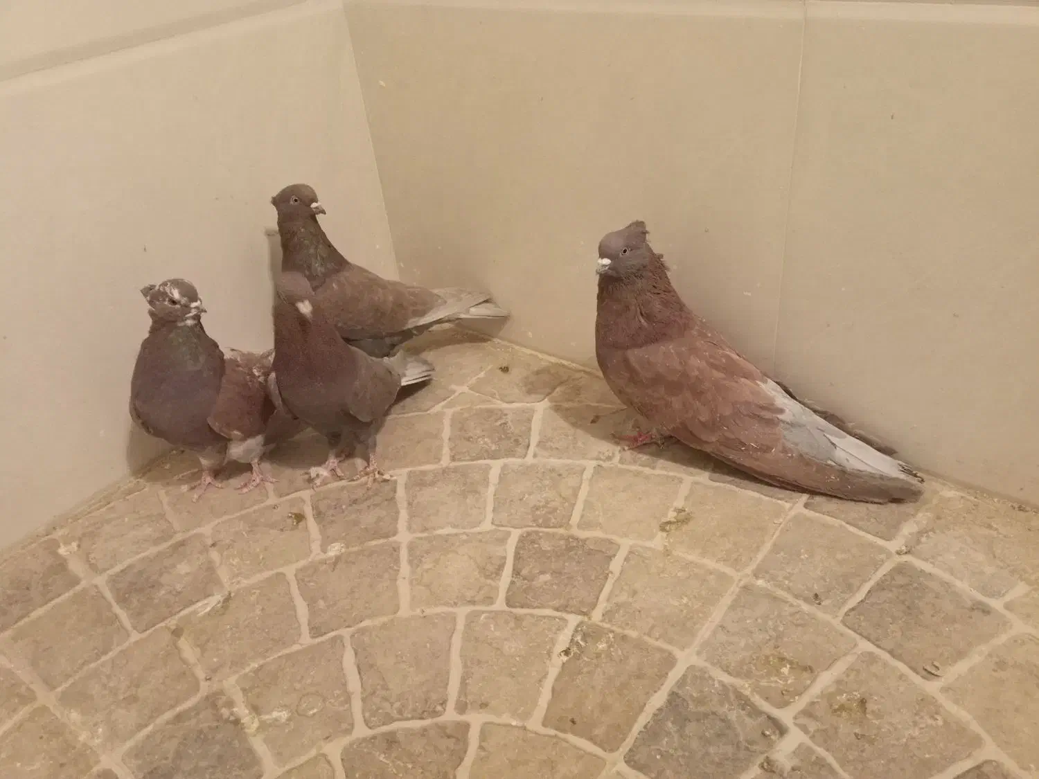 کفتر نقش|پرنده|نائین, |دیوار