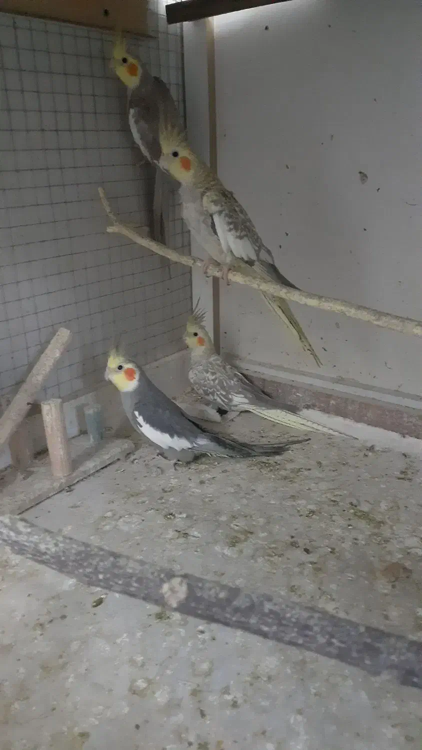 عروس هلندی بدلیل کمبود جا|پرنده|گرمسار, |دیوار