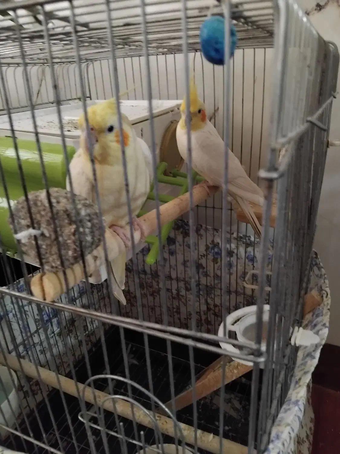 عروس هلندی|پرنده|گیان, |دیوار