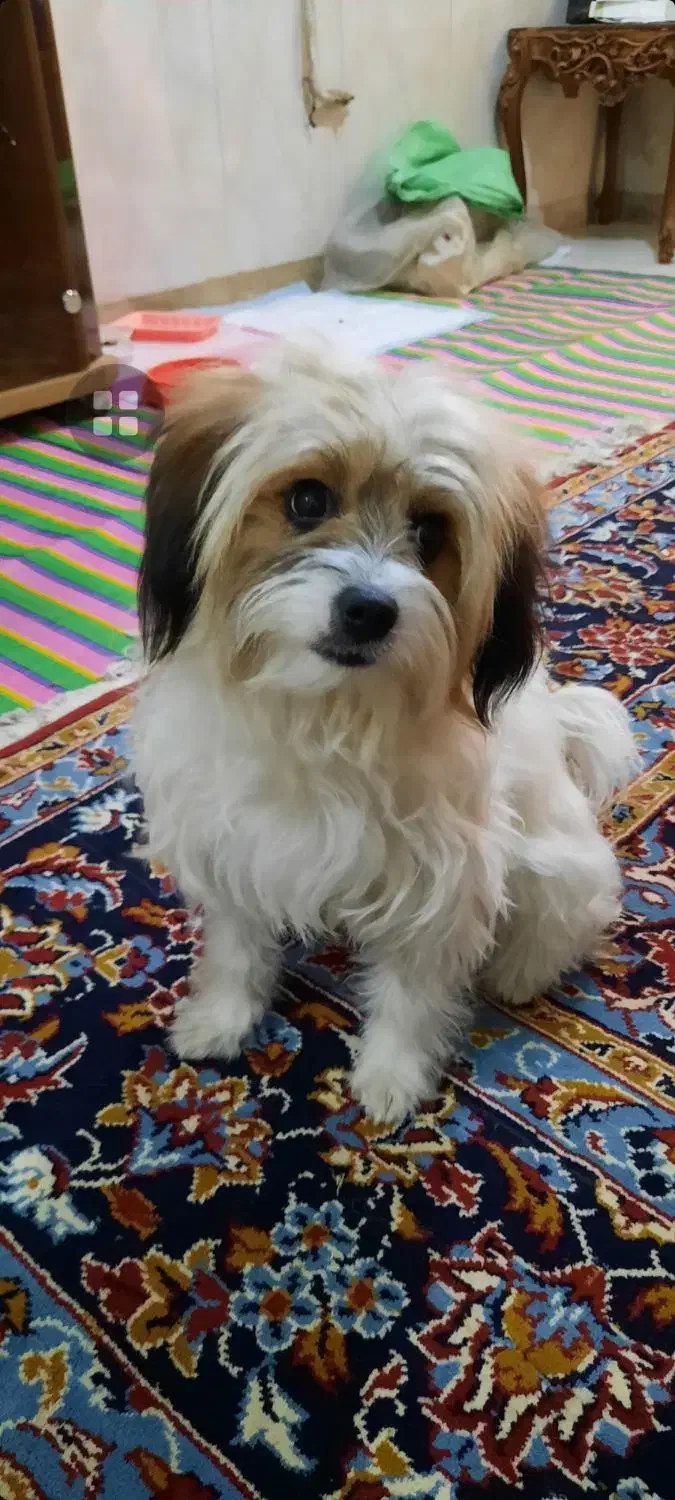 سگ نژاد پیکینیزوشیتزودرپاکدشت|سگ|پاکدشت, پاکدشت (مامازند)|دیوار