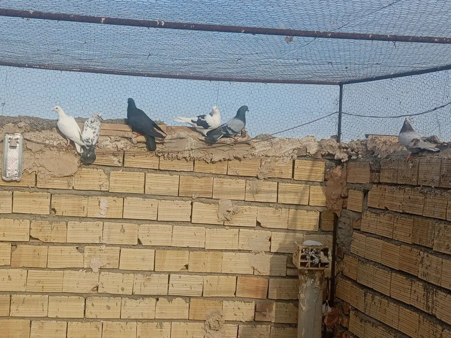 فروشی|پرنده|قره ضیاالدین, |دیوار