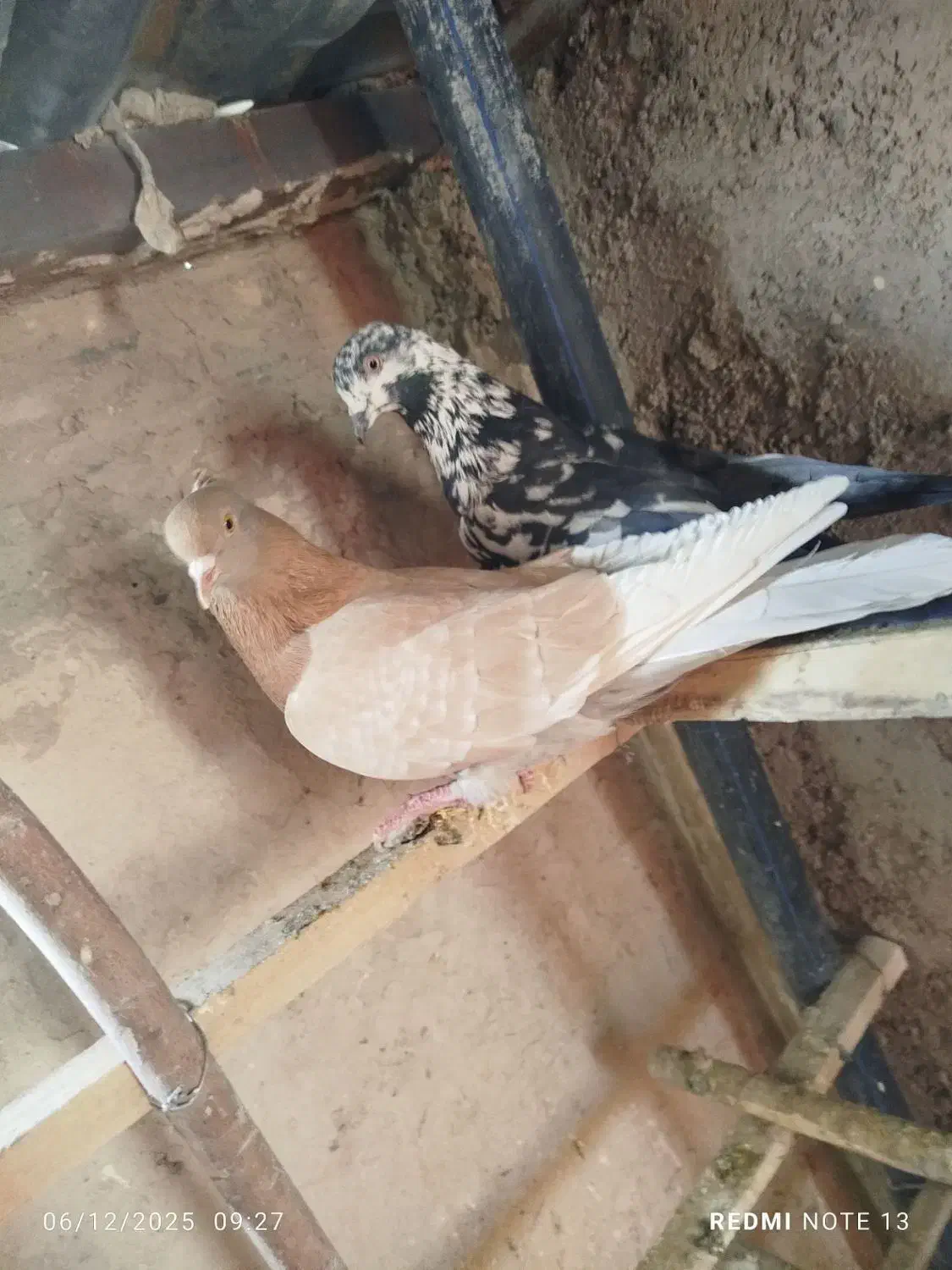 کفتر|پرنده|قم, دروازه ری|دیوار