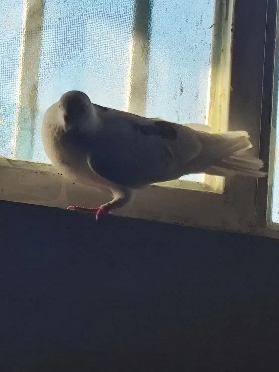 کبوتر|پرنده|نورآباد ممسنی, |دیوار