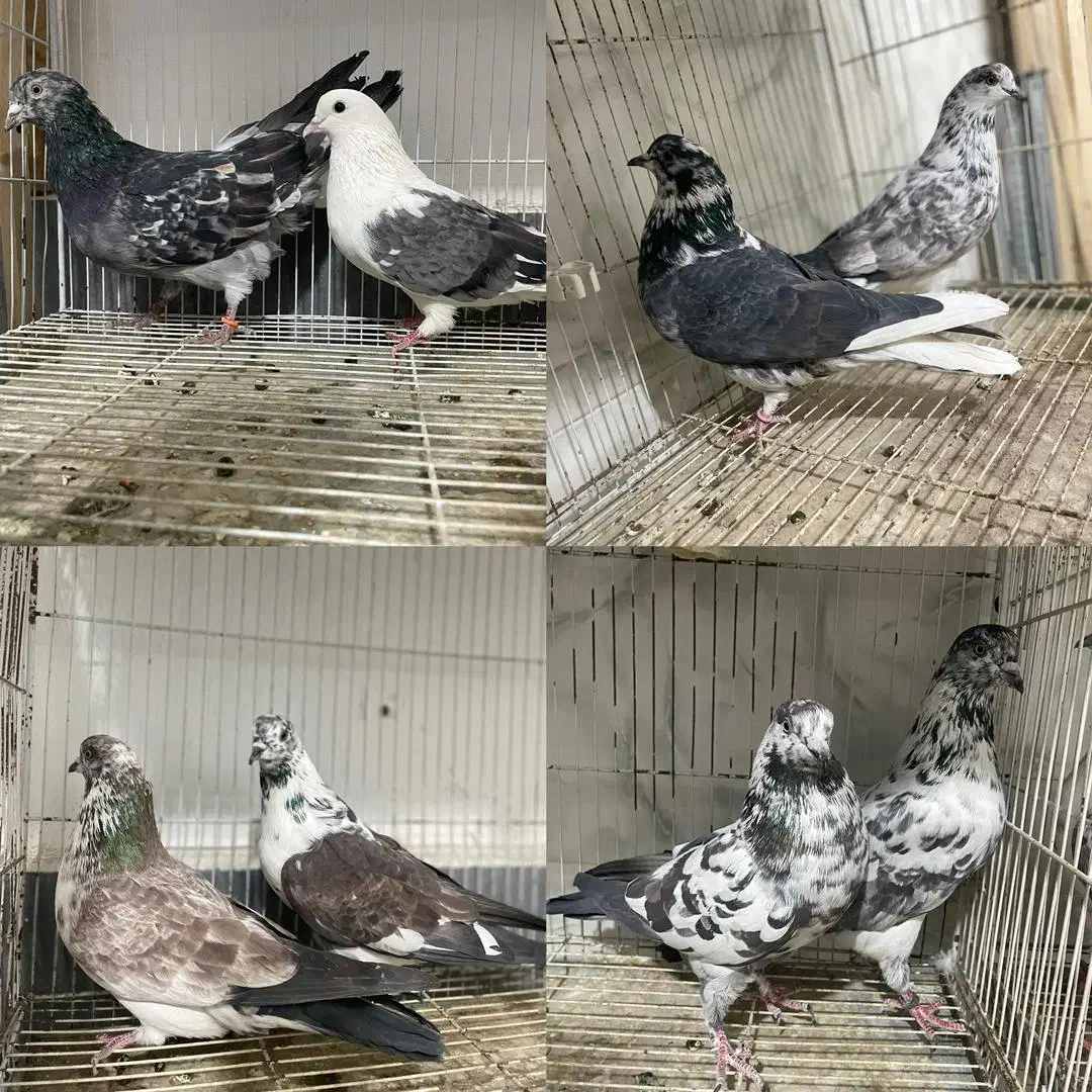 کبوتر کفتر پرشی درجه یک به شرط|پرنده|آمل, |دیوار