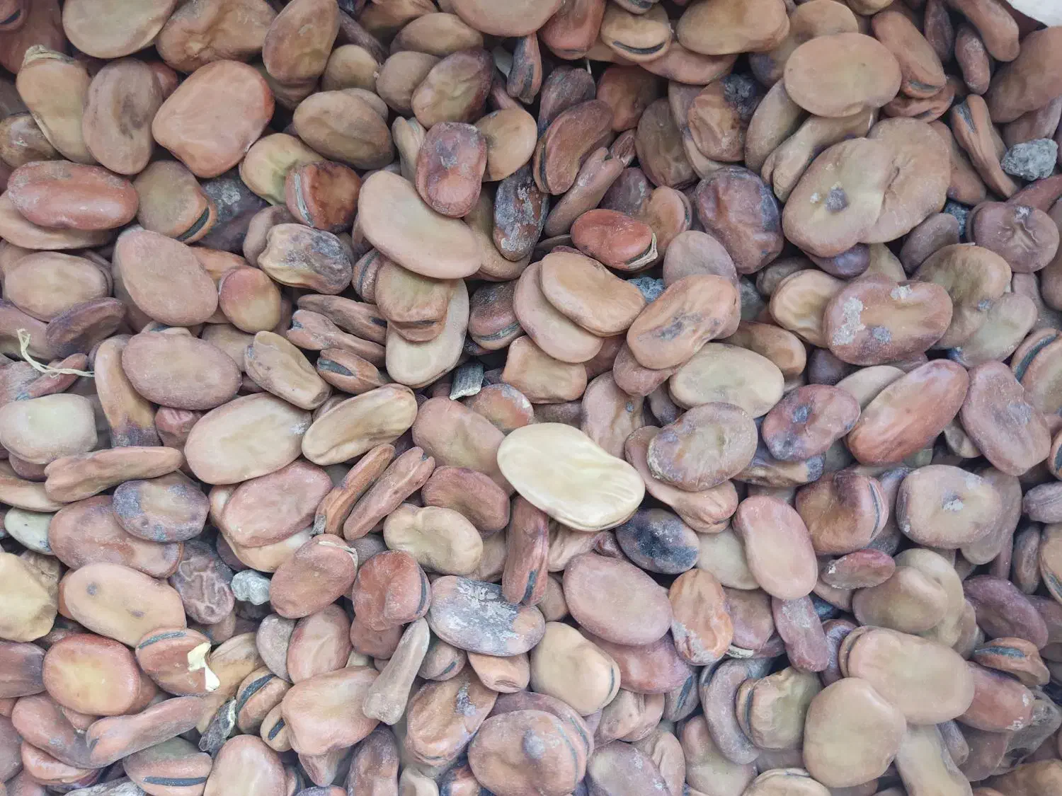 باقالی خشک|خوردنی و آشامیدنی|مشهد, فرخد|دیوار