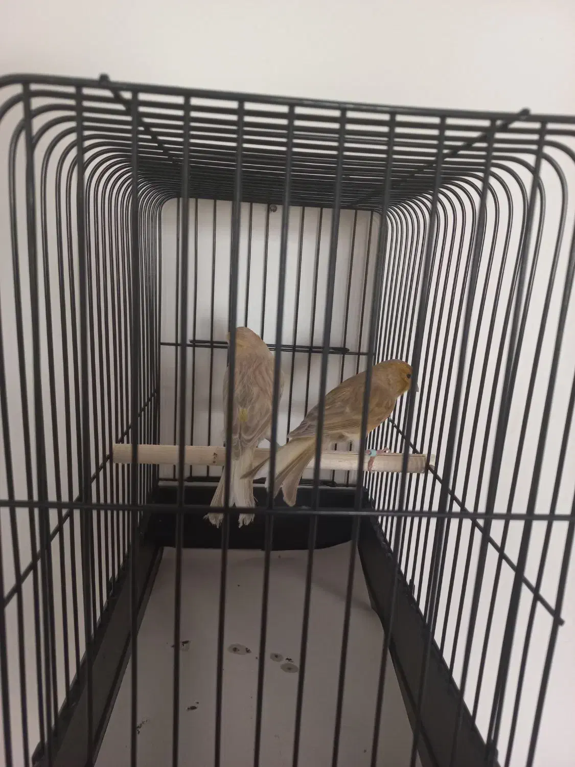 سوپری سوخته،اوپال،کبالت ،فائو جفتی،رسمی بلند|پرنده|تهران, جنت‌آباد جنوبی|دیوار