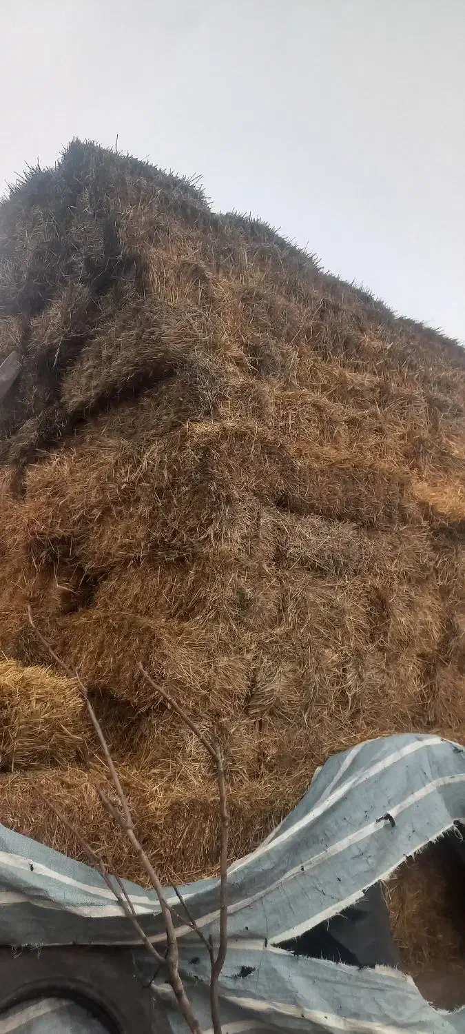 بسته بندی کلش گندم|حیوانات مزرعه|آستارا, |دیوار