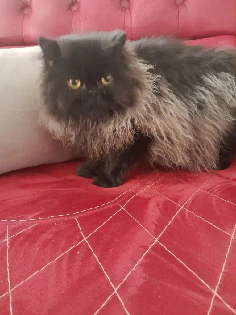 واگذاری گربه|گربه|رودهن, |دیوار