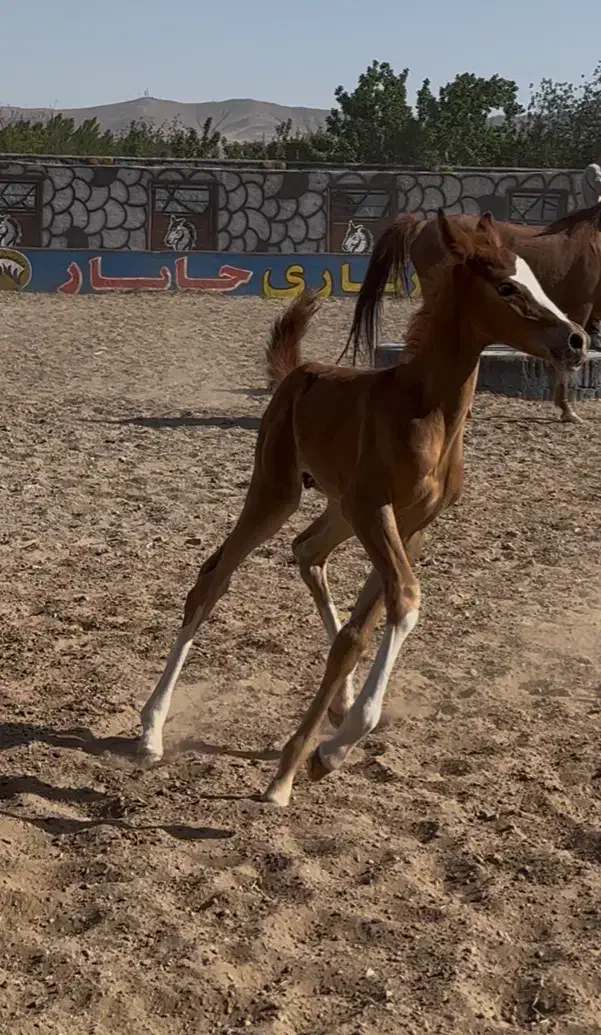 کره نریان کرد|اسب و تجهیزات اسبسواری|مرند, |دیوار