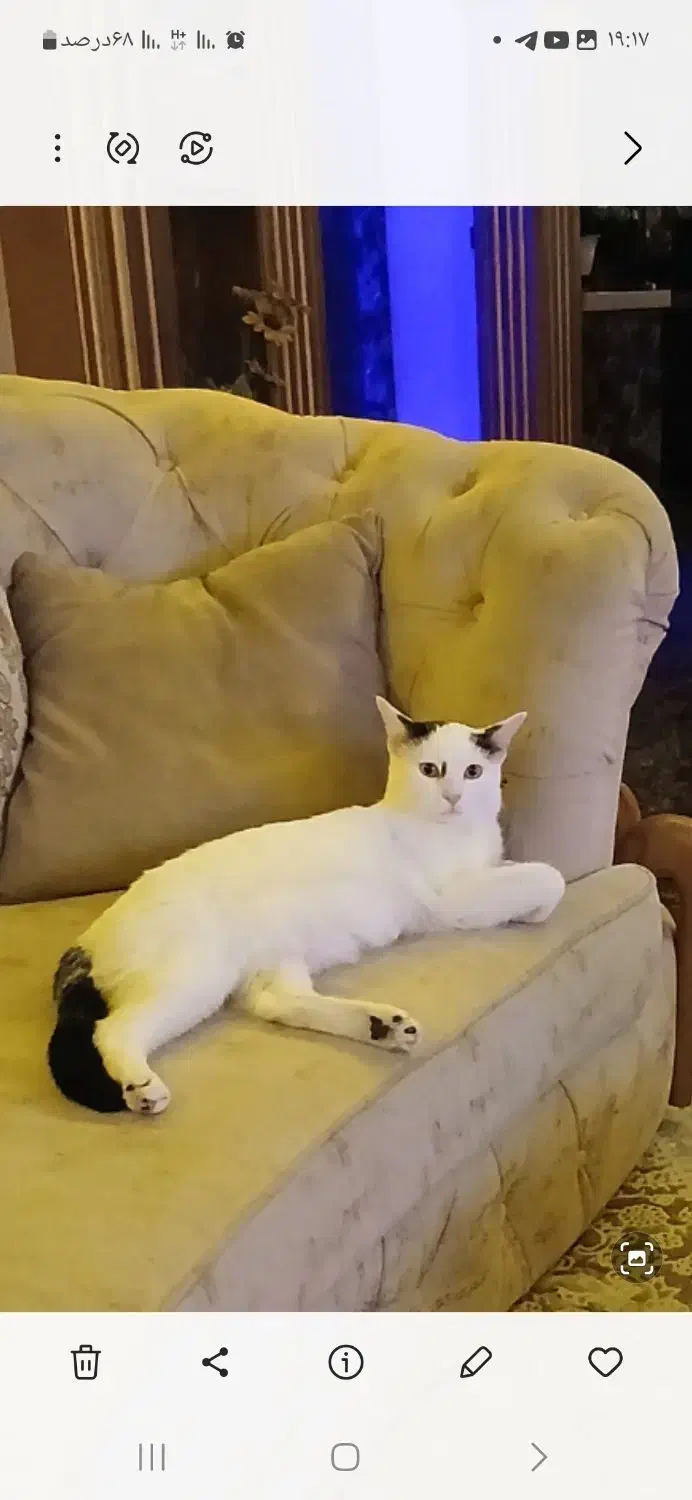 واگذاری رایگان گربه|گربه|تهران, زرکش|دیوار