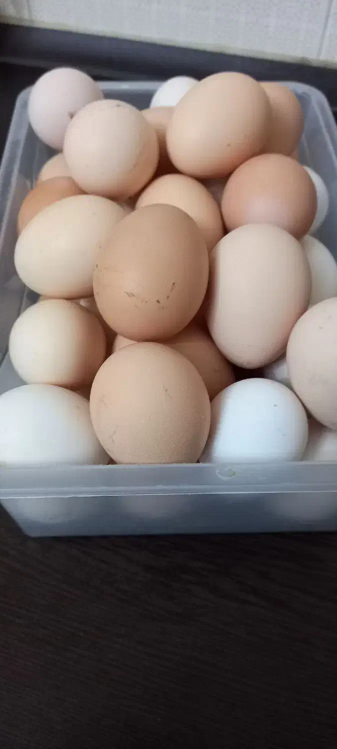 تخم مرغ تازه به شرط سالم بودن|خوردنی و آشامیدنی|هشتگرد, هیو|دیوار