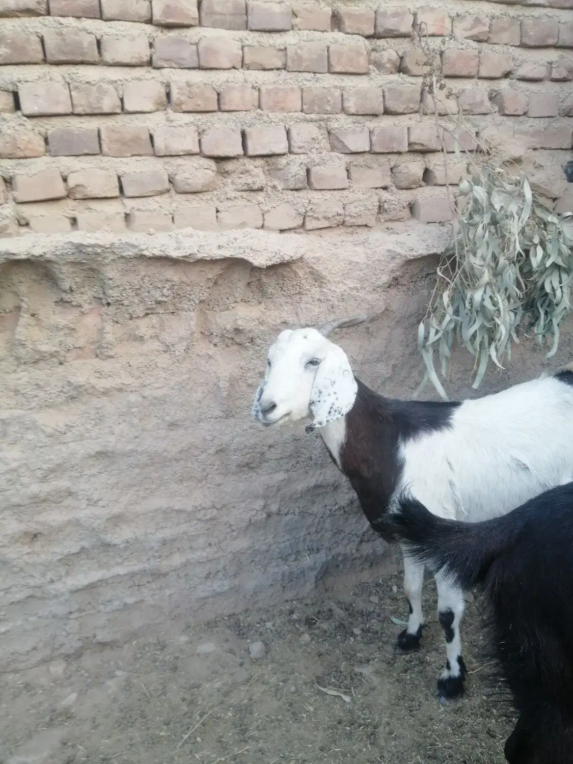 بز پاکستانی|حیوانات مزرعه|زرند, |دیوار