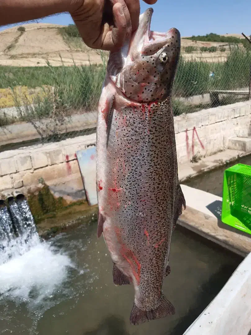 قزل آلا زنده ماهی سردابی|ماهی|تالش, هشتپر|دیوار