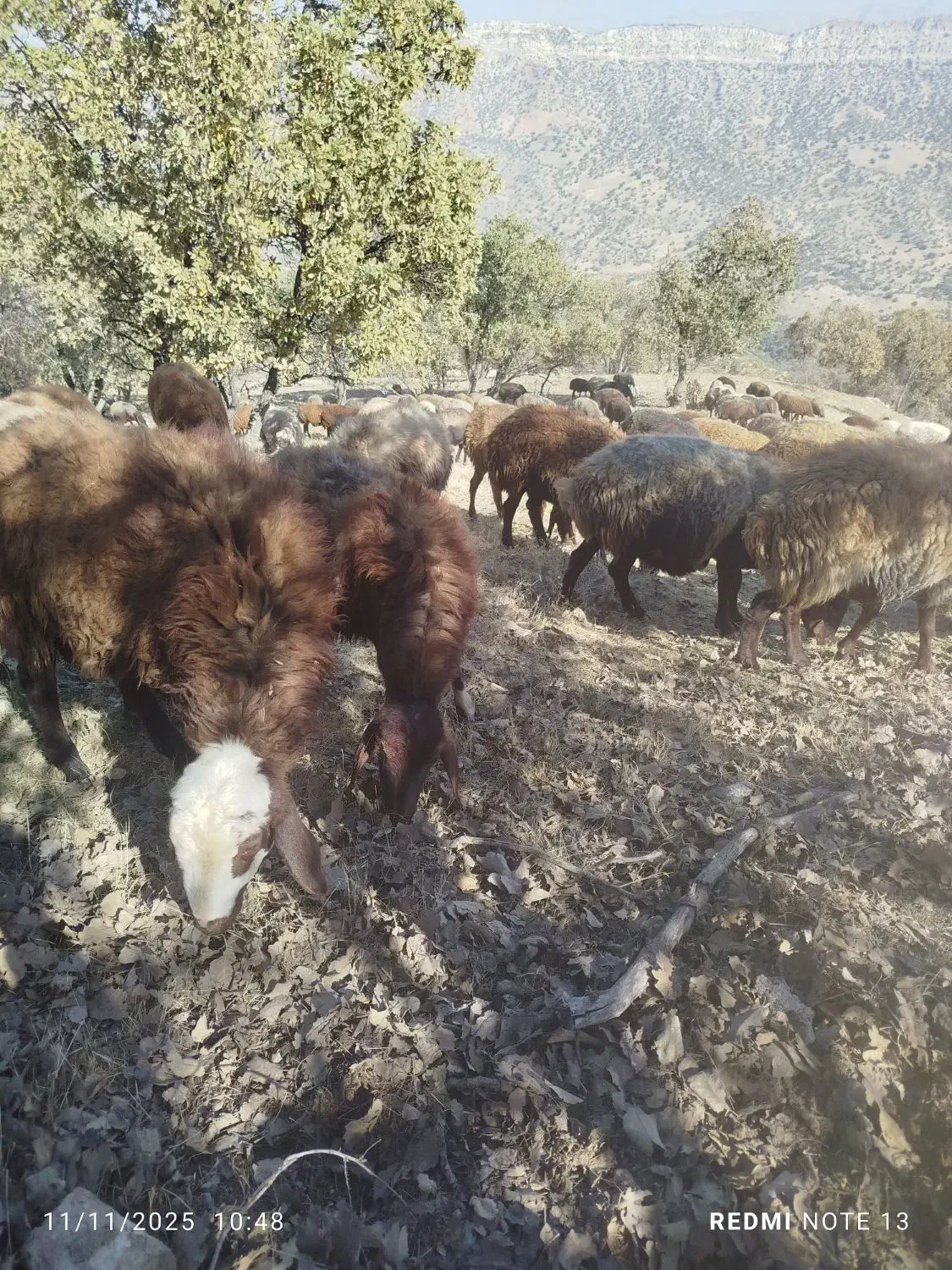 میش جوان داشتی|حیوانات مزرعه|کوهدشت, |دیوار