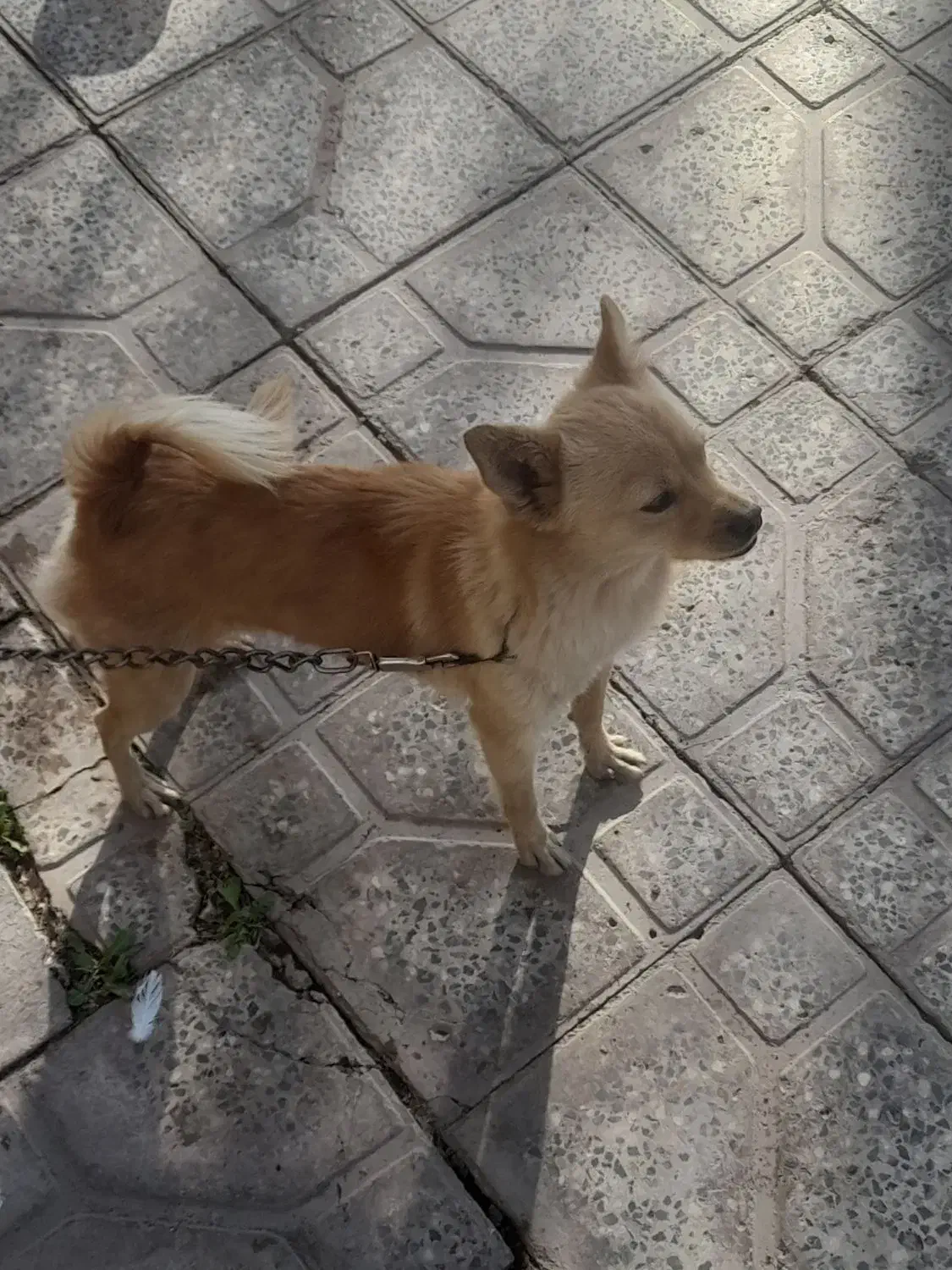 سگ پاه کوتاه جیبی|سگ|بم, |دیوار