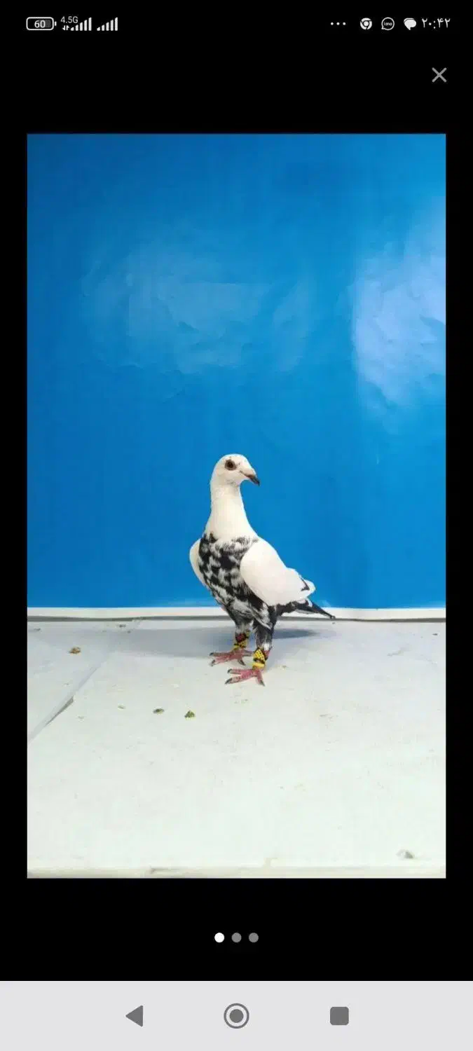 کبوتر فروشی|حیوانات|مشهد, کوی دروی|دیوار