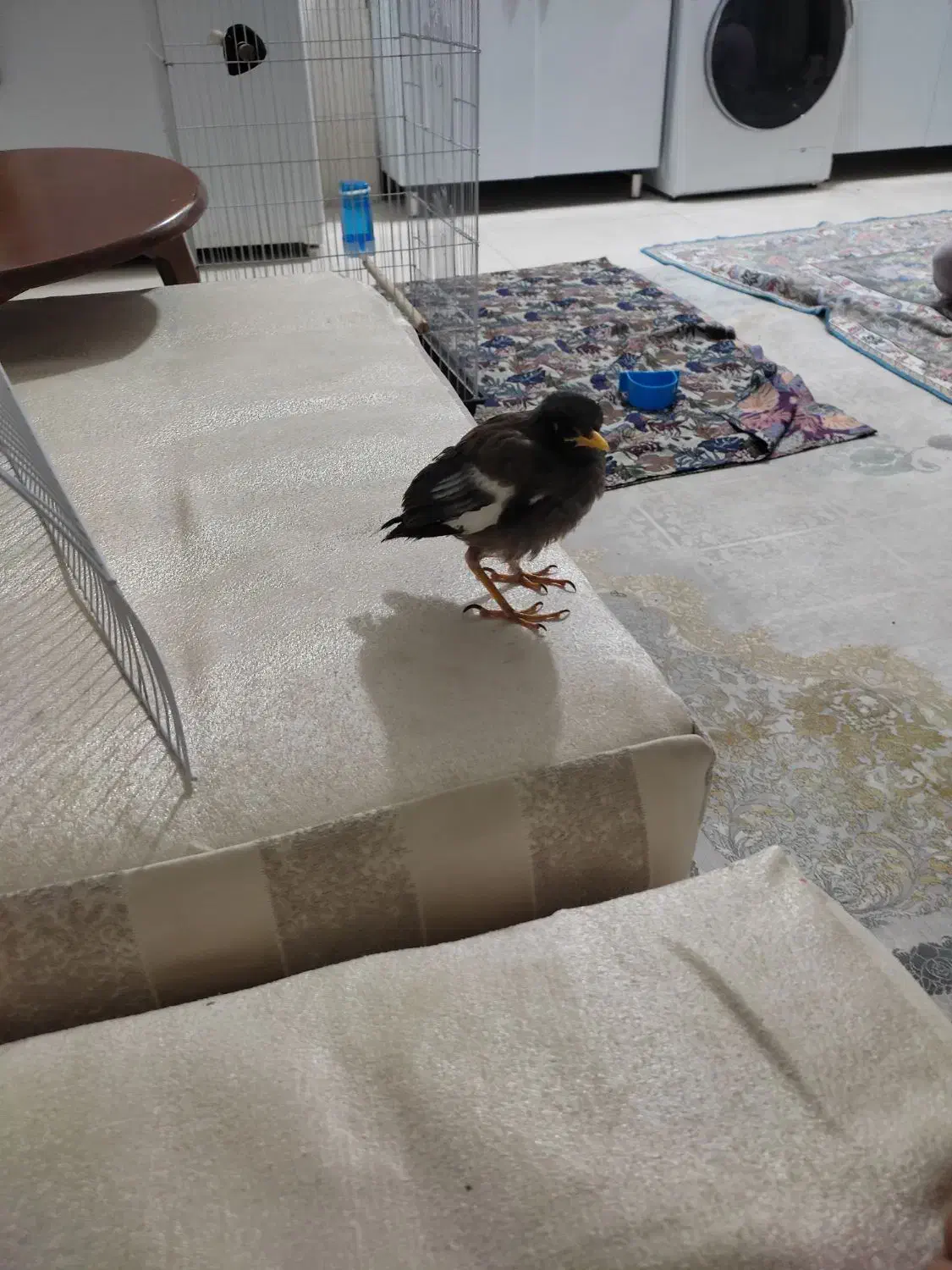 مرغ مینا گم شده|پرنده|ایلام, |دیوار