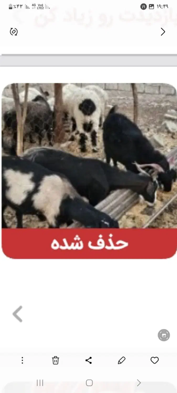 بزها آبستن  هرکسی خواست در خدمتم|حیوانات مزرعه|هیرمند, |دیوار