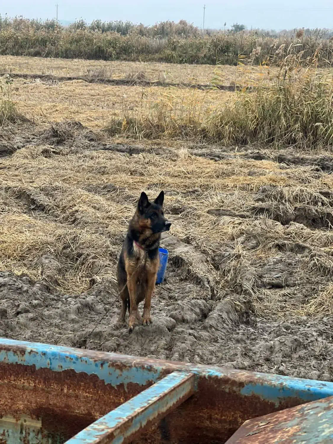 سگ ژرمن شپرد نژاد دار  برای نسل کشی|سگ|پارس‌آباد, |دیوار