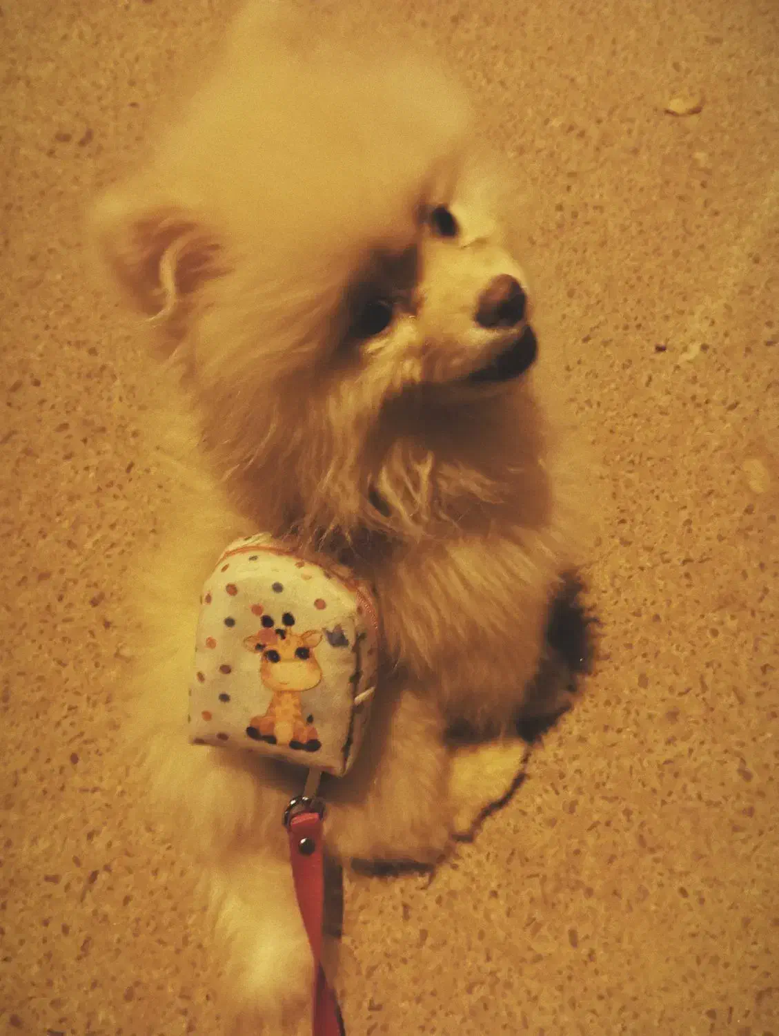 سگ پامر خرسی|سگ|شیراز, سفیرشمالی|دیوار