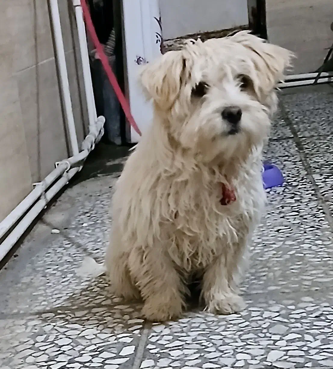 سگ شیتزو|سگ|خرم‌آباد, |دیوار