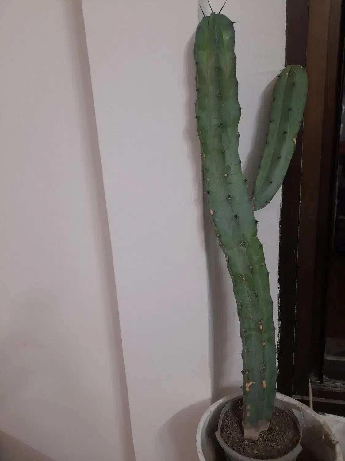 کاکتوس|گل و گیاه طبیعی|مشهد, هفت تیر (حافظ)|دیوار