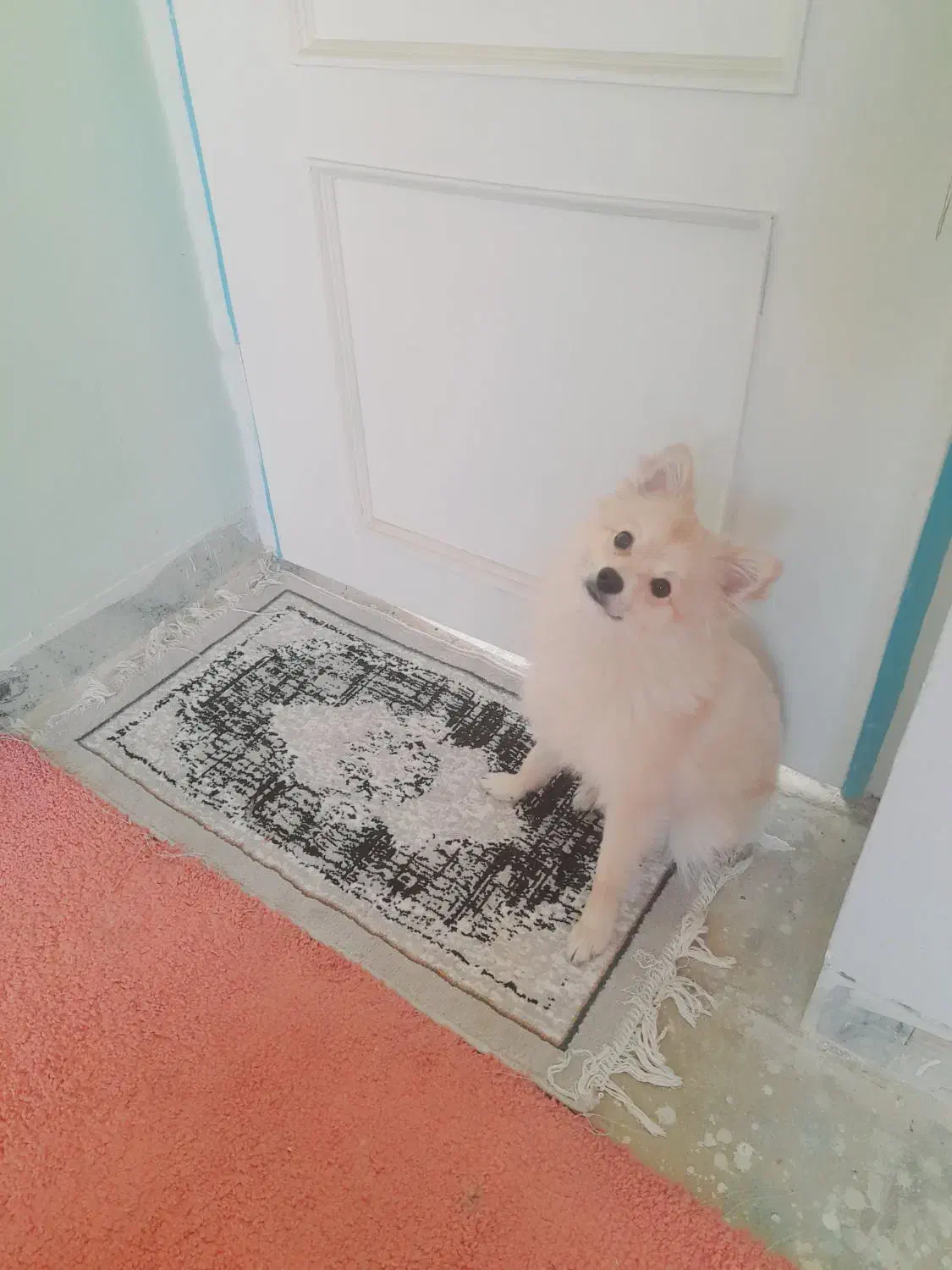 فوری پامر|سگ|شیراز, کوشک میدان|دیوار