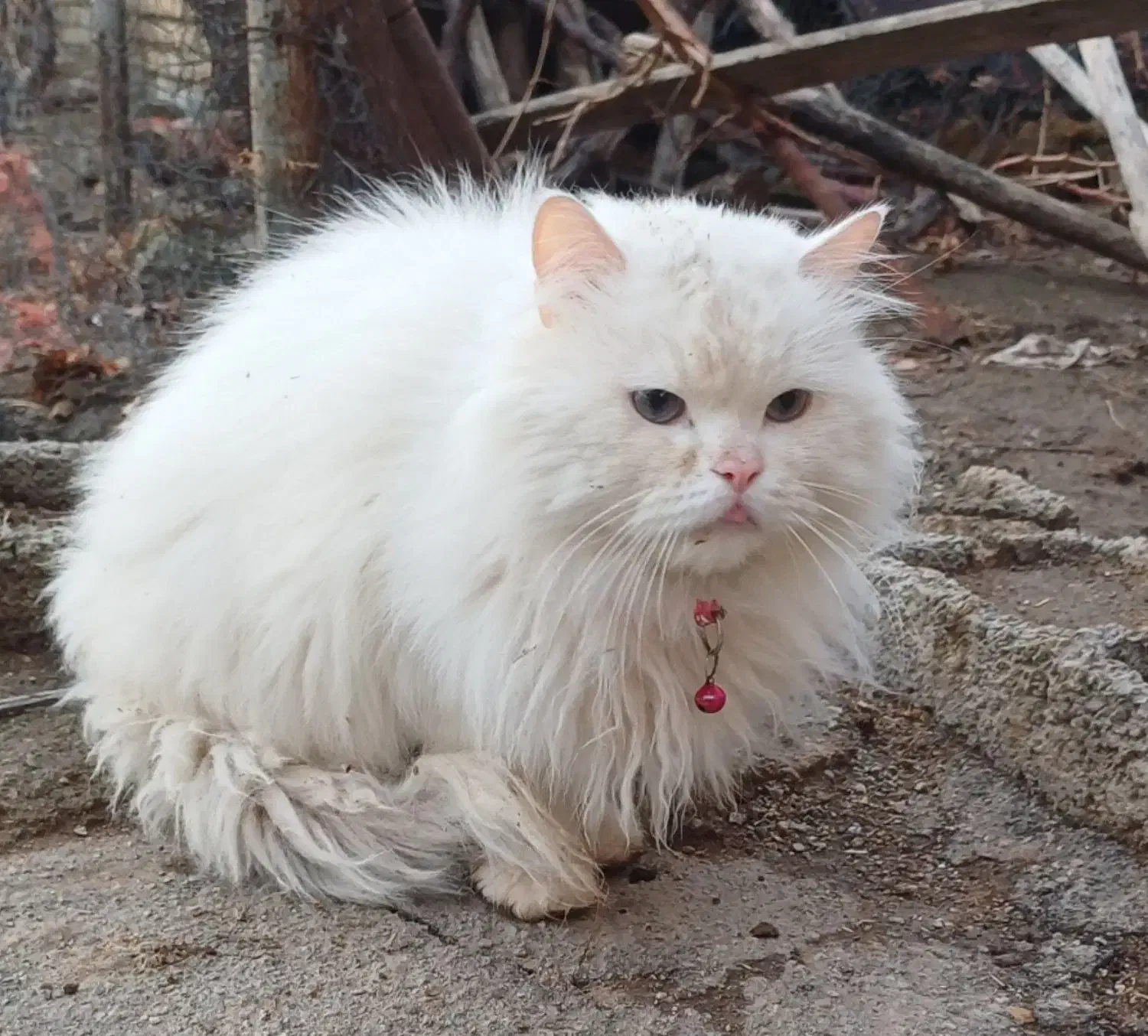 گربه پرشین نر|گربه|ارومیه, |دیوار