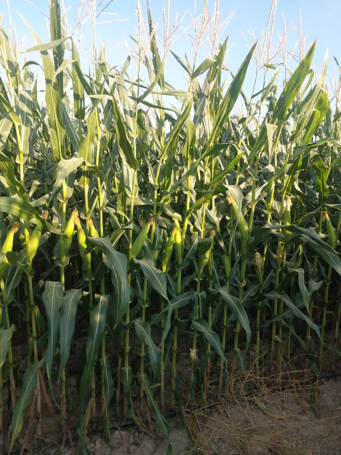 ذرت آماده برداشت|خدمات باغبانی و درختکاری|چرام, |دیوار