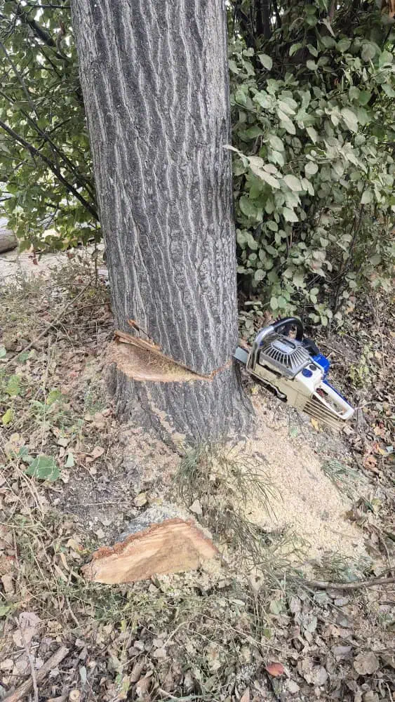 خرید انواع چوب|خدمات باغبانی و درختکاری|نوشین شهر, |دیوار