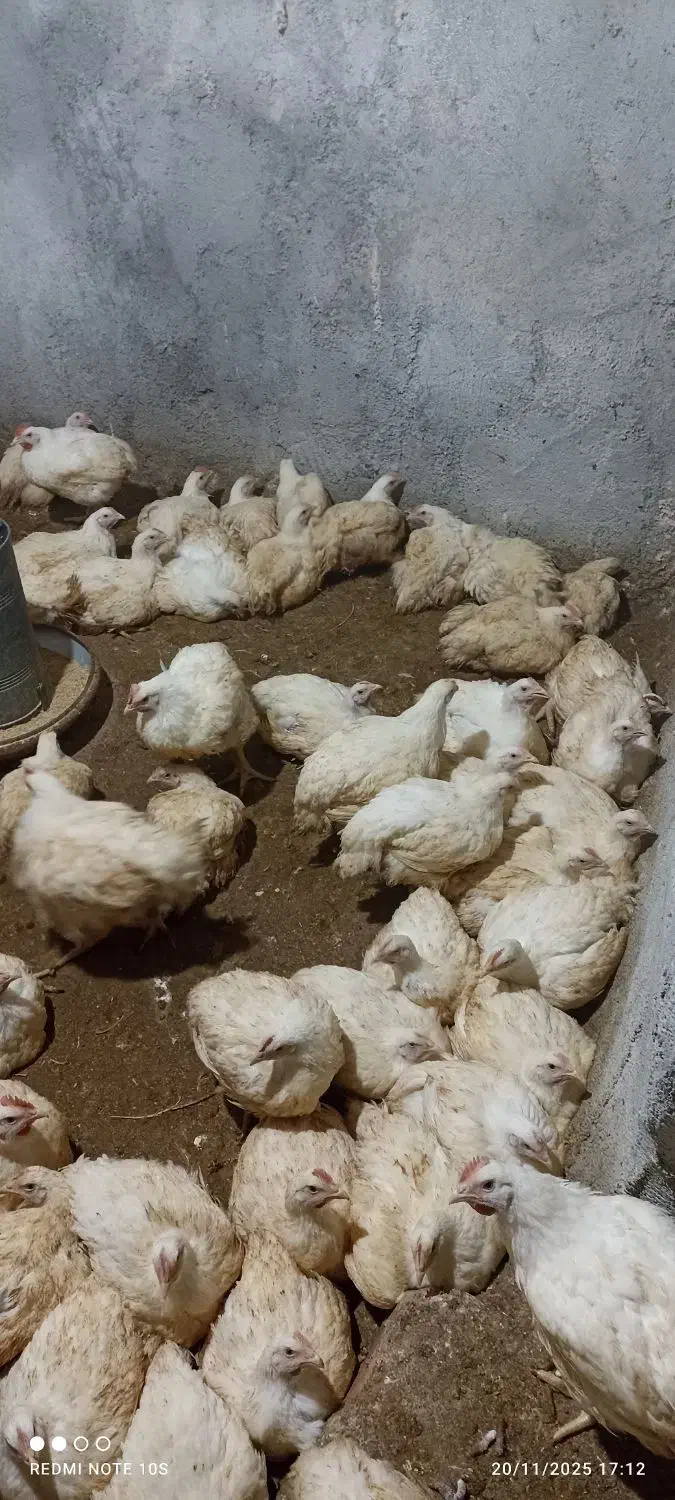 مرغ گوشتی ارگانیک|حیوانات مزرعه|باشتین, |دیوار