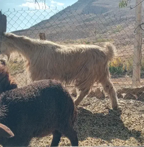 دوبور.چپش|حیوانات مزرعه|چنارود, |دیوار