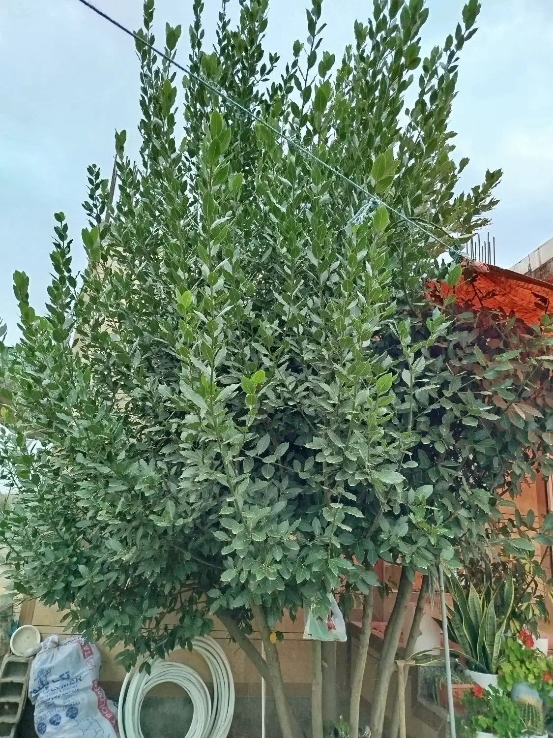 درخت برگ بو 5ساله|گل و گیاه طبیعی|اسالم, |دیوار